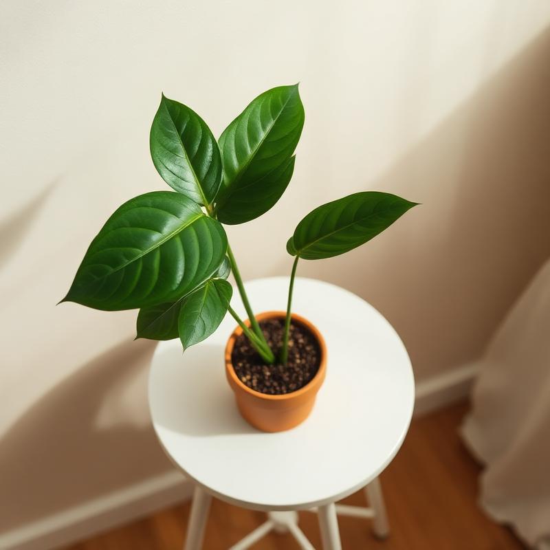 Luna, a Monstera Deliciosa in a PLTND garden